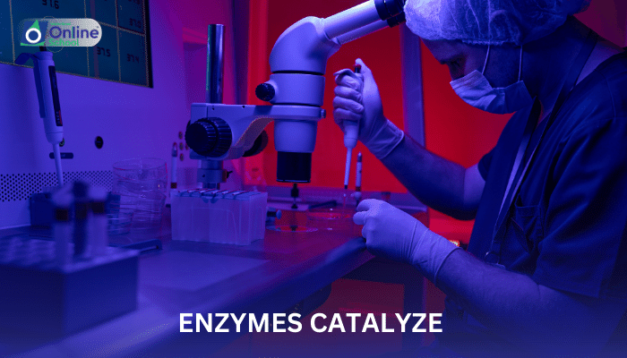 Lesson 05: How Enzymes Catalyze Specific Reactions